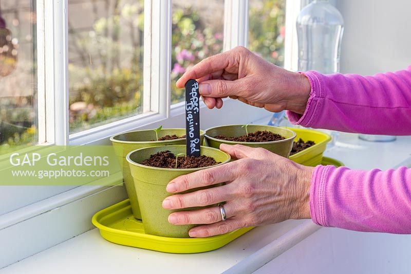 Woman adding plant label to bamboo pot with recently transplanted chilli pepper seedling.