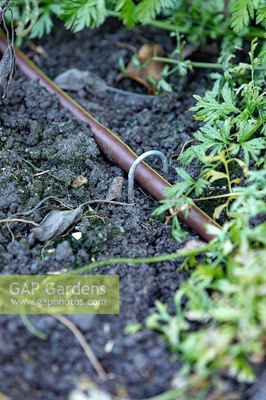 Detail of a watering system hose that is being held in place in the soil with a galvanised peg in a vegetable garden.