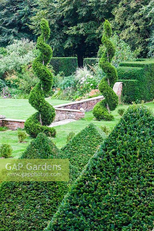 View over the 'Pyramid Forest' to Taxus baccata - Yew spirals. Chaucer Barn, Norfolk, UK. 