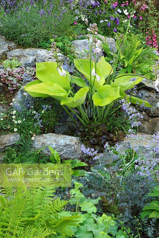 Rock garden featuring  Hosta 'Sum and Substance', Lavender, Campanula, Nepeta - Catmint, Alchemilla mollis and ferns.