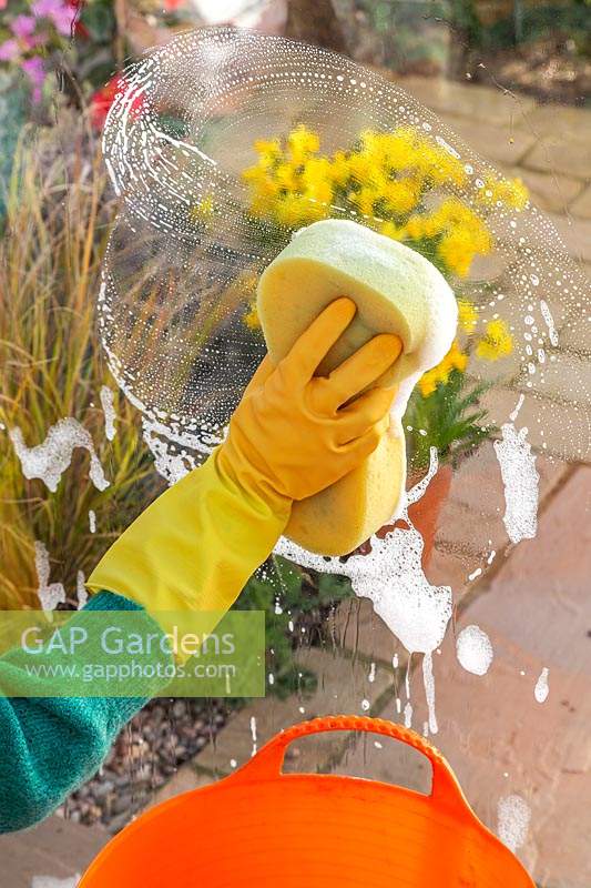 Close up detail of woman wearing rubber gloves washing glass greenhouse window pane using a sponge and soapy water. 