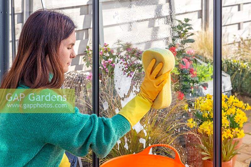 Woman wearing rubber gloves washing glass greenhouse window pane using a sponge and soapy water. 