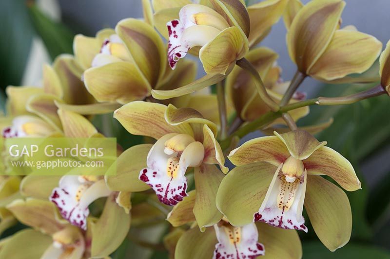 MIni Cymbidium Kings Loch 'Cooksbridge' - orchid