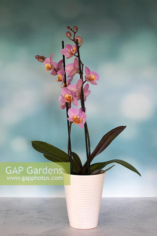 Phalaenopsis orchid in a pot on textured slate, with a bokeh background