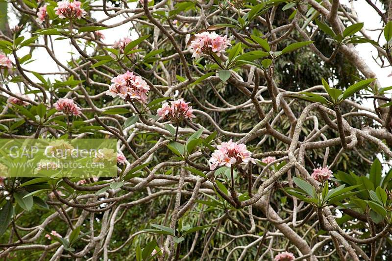 Plumeria rubra - frangipani 