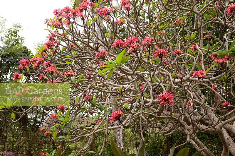 Plumeria rubra - frangipani 