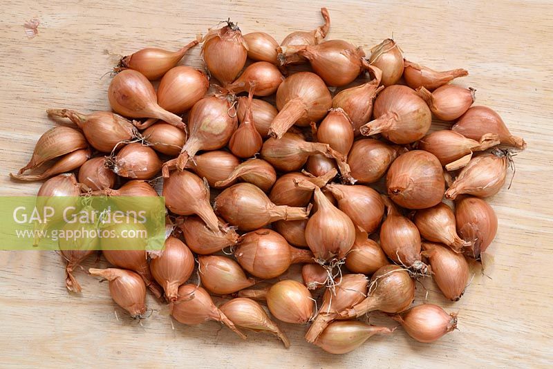 Allium cepa Aggregatum group Group 'Golden Gourmet' - Shallot 'Golden Gourmet'
