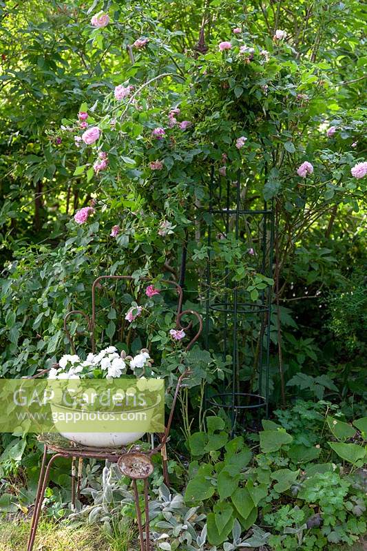 Obelisk in border with a Rosa - climbing rose - nearby a planted pot on a metal chair

