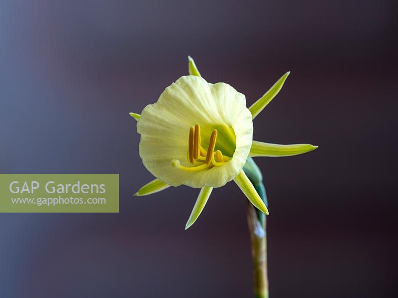 Narcissus bulbocodium - Hoop Petticoat Daffodil
