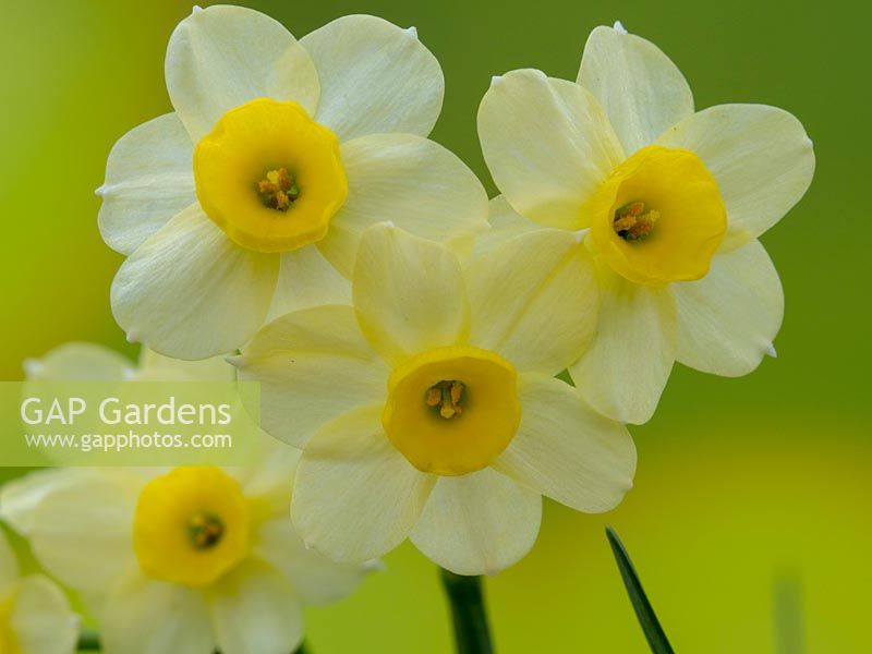 Narcissus 'Minnow' - Daffodil 'Minnow'