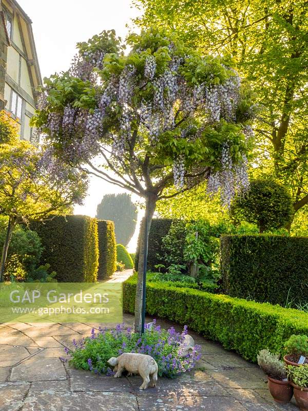 Wisteria tree growing on the Tower Garden patio in full flower. 