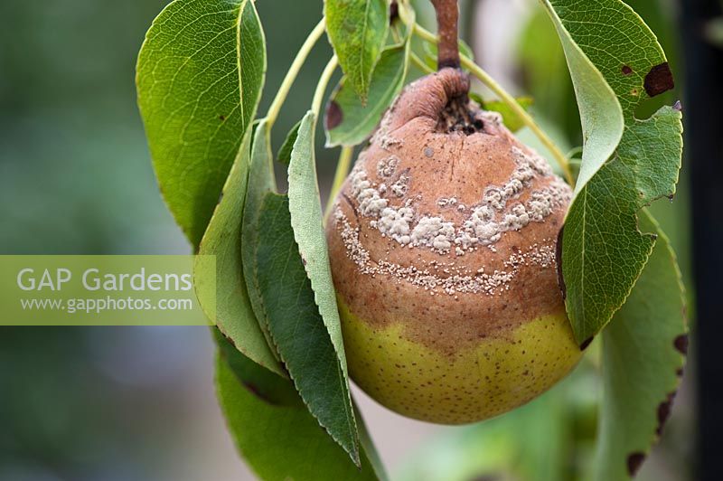 Monilinia fructicola - brown rot on a Pyrus 'Delbard Gourmande Delsavor' - pear - 
fruit 
