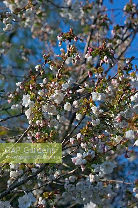 Prunus 'Tai-haku' - Great White Cherry