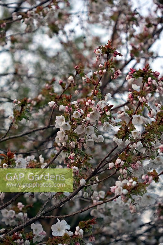 Prunus 'Tai-haku' - Great White Cherry