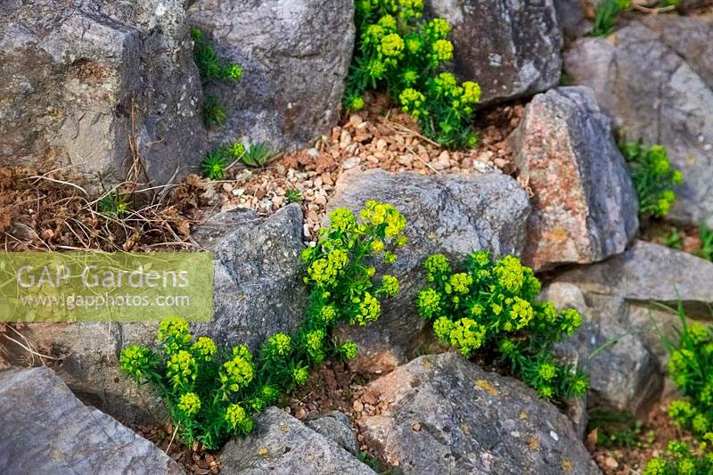 Euphorbia cyparissias growing in rockery