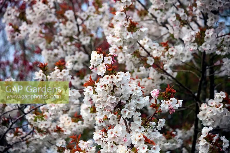 Prunus 'Tai-haku' - Japanese Flowering Cherry - blossom
