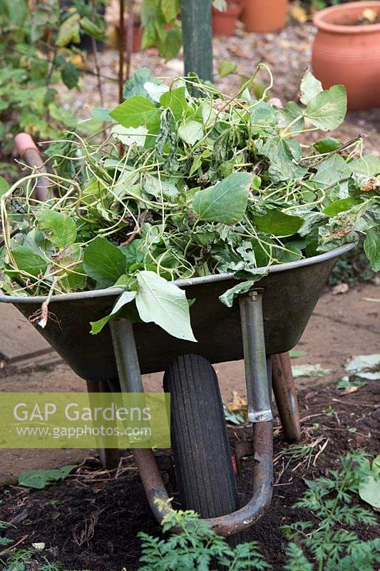 Plant debris from Phaseolus coccineus - Runner Bean plants - in a wheelbarrow, part of tidying up 
vegetable garden in autumn after the harvest 