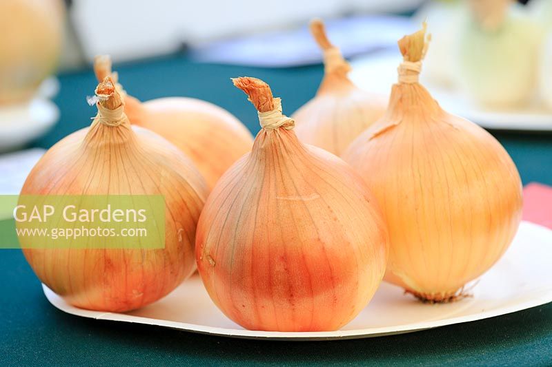 Five white onions on a plate ready for judging. Royal Marquee, Sandringham Flower Show, 2018. 