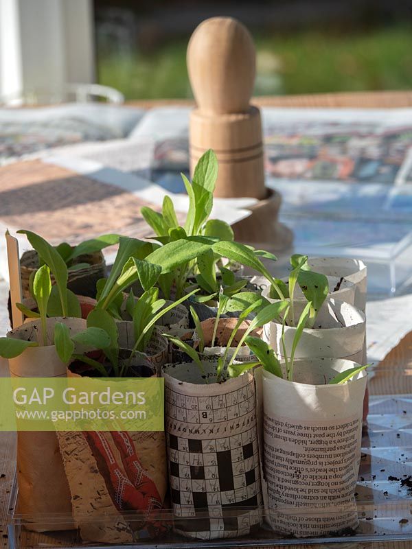 Pricked out seedlings in newspaper pots