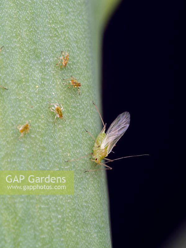 Greenfly - Aphids - on plant