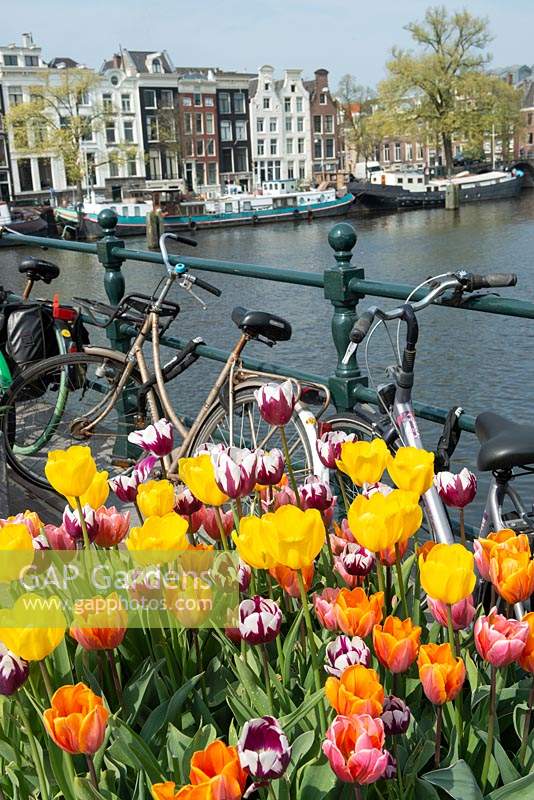 View of mixed flowering Tulips and bikes chained to bridge railings, with view to river beyond. Amsterdam, The Netherlands. 