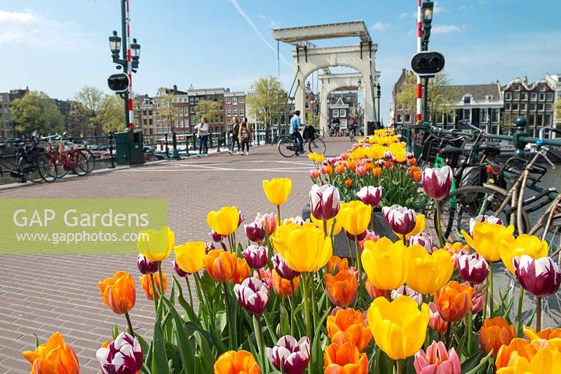 Amsterdam Tulip Festival - Mixed Tulipa in pots along the iconic Magere Brug.