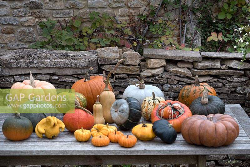 Table display of Eighteen varieties of edible pumpkins and squash. 