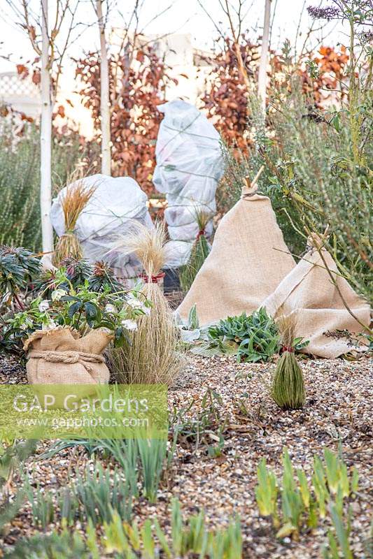 Protecting tender plants in winter using hessian and fleece. 