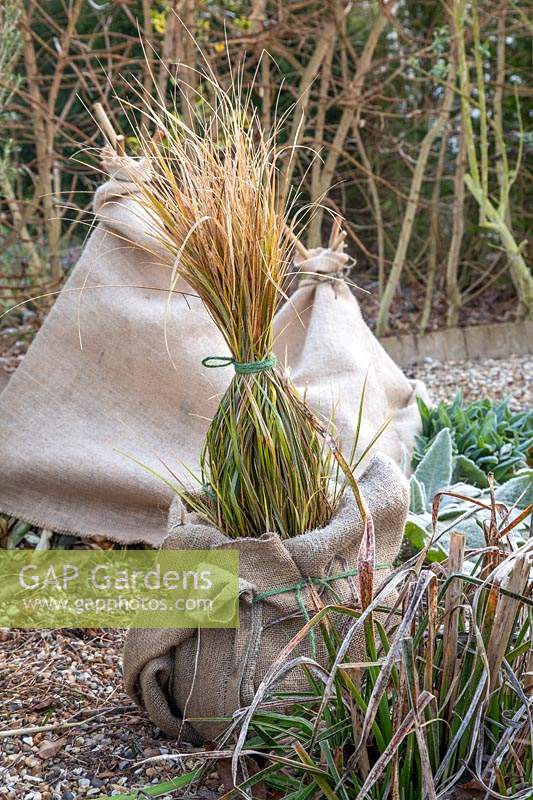 Protecting Stipa in winter by tying together the foliage with string. This helps prevent wind rock.