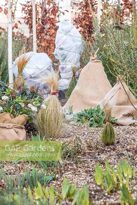 Protecting tender plants in winter using hessian and fleece.
