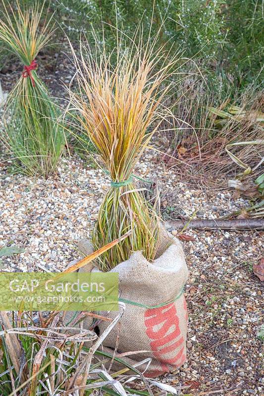 Protecting Stipa in winter by tying together the foliage with string and covering roots with hessian sack.
