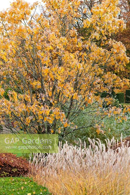 Sorbus pseudohupehensis - Hupeh Rowan - with yellow autumn colour and white berries.
