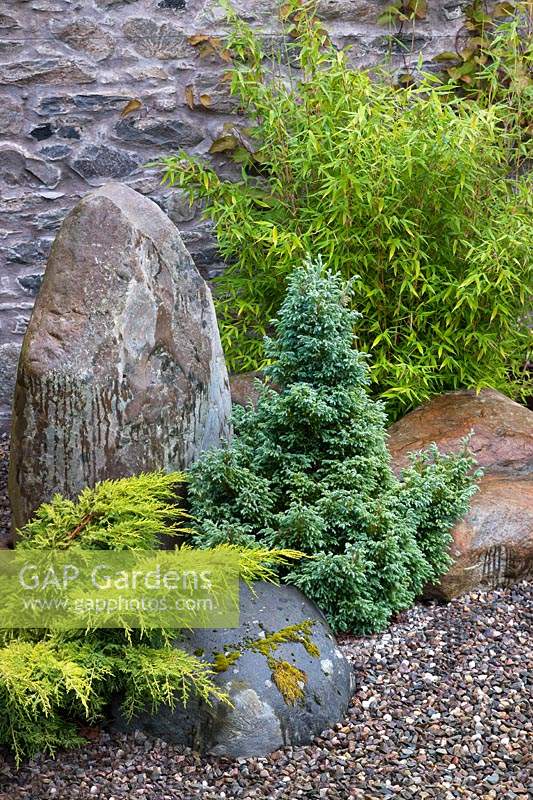 Group of ornamental conifer varieties and bamboos growing between boulders in the walled garden. 