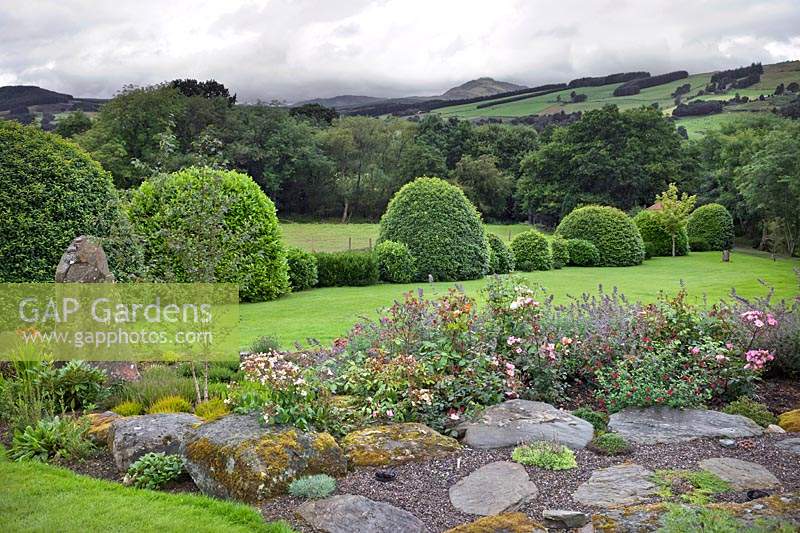Rock garden with shrub and ground cover roses, with view over hills. 