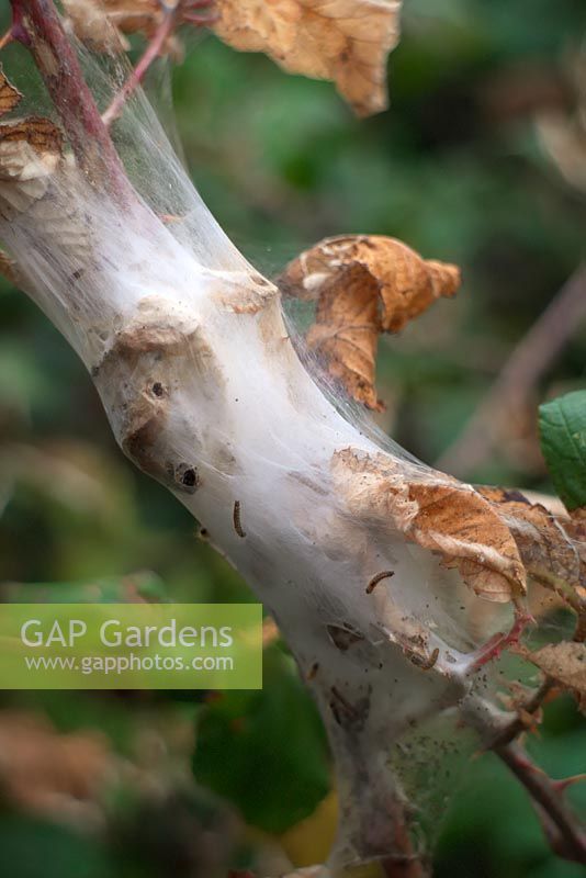 Small ermine moths larvae or caterpillars - Yponomeuta spp on Blackberry - Rubus
