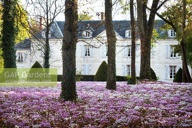 Carpets of Cyclamen in front of French chateau. 