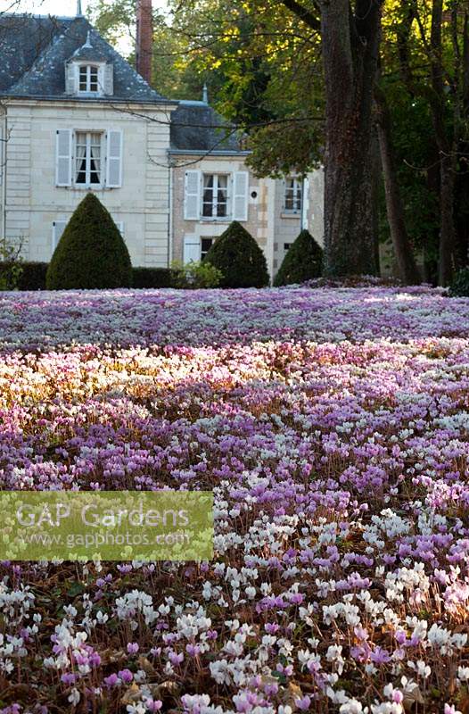 View across a carpet of naturalised Cyclamen towards topiary in front of a 
French chateau