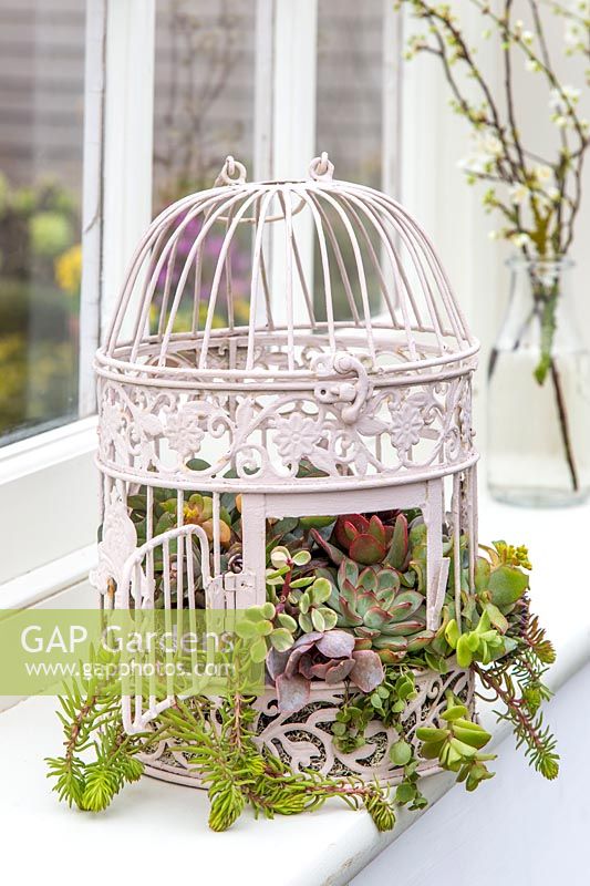 Ornate birdcage planted with a mix of succulents displayed in windowsill. 