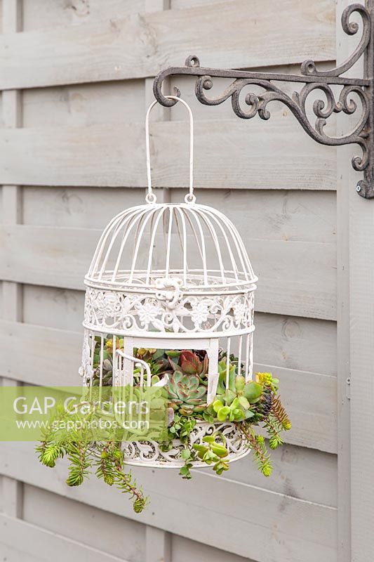 Ornate birdcage planted with a mix of succulents hanging from bracket in garden. 
