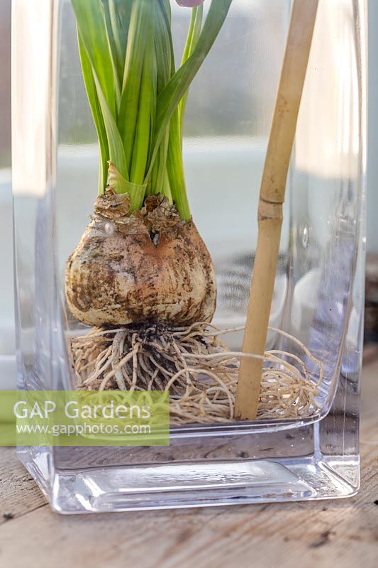 Person using end of bamboo stick to arrange the roots of Narcissus 'Tete a Tete' in the bottom of glass vase. 