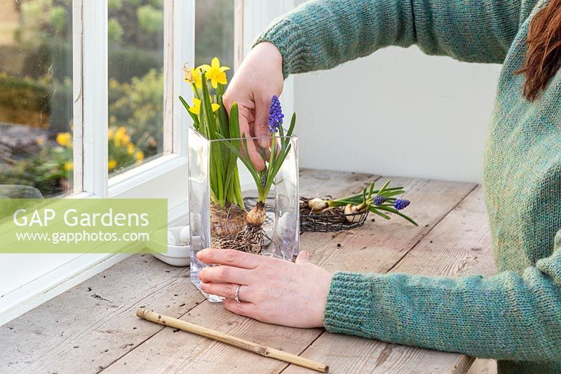 Woman creating a simple Easter display in a glass vase with Narcissus 'Tete a Tete' and Muscari.