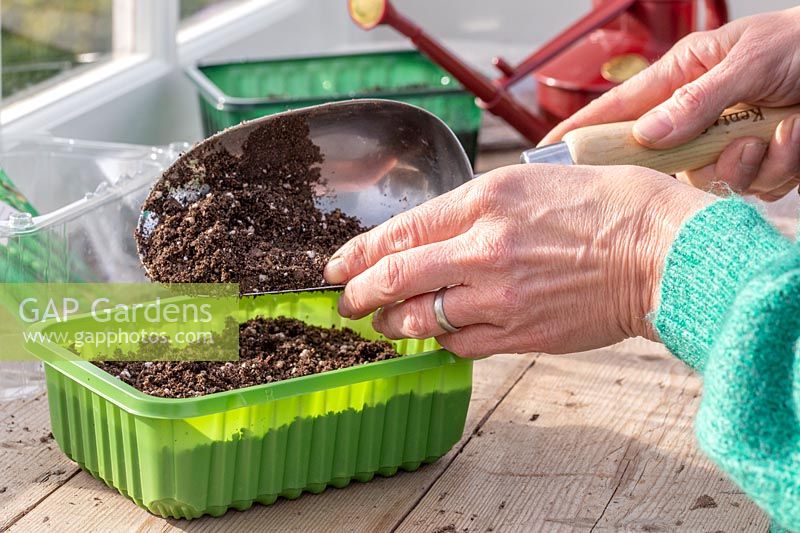 Woman adding thin layer of compost on top of Radish seeds in plastic repurposed seed trays.
