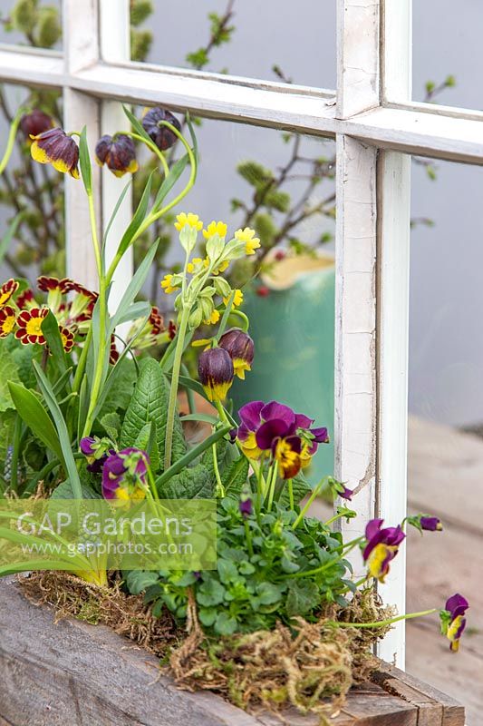 Rustic window box planted with Viola, Fritillaria, Muscair - Grape Hyacinth - 
and Primula veris - Cowslip 