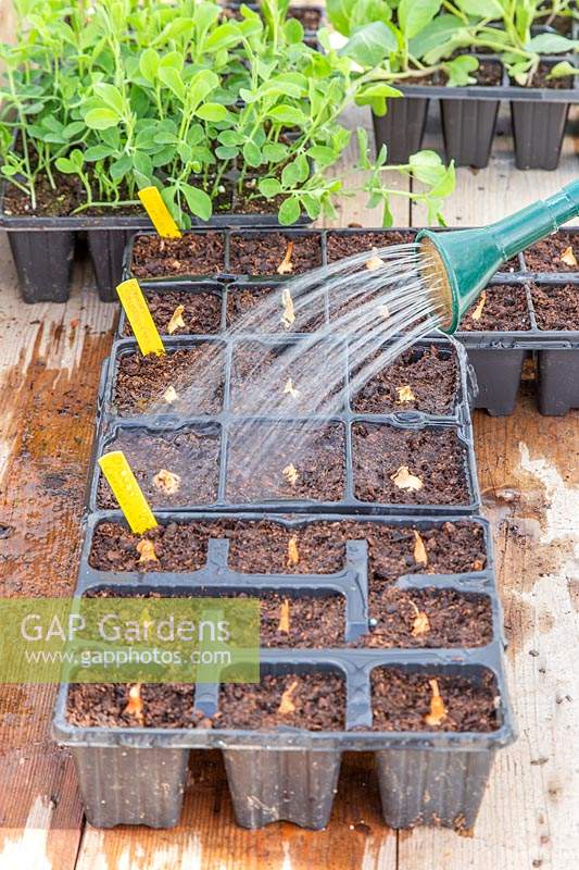 Watering Onion sets planted into cellular trays with a watering can fitted with a rose