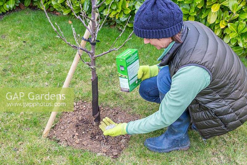 Woman wearing garden gloves adding fertiliser to newly-planted Malus domestica - Apple tree