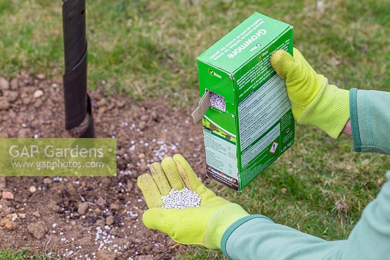 Pouring granular fertiliser from box onto a hand whilst wearing garden gloves