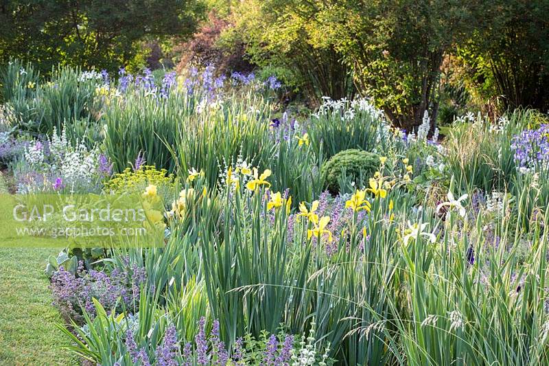 Flower border where irises such as Iris orientalis 'Frigia, Iris spuria
'Neophyte' and Iris spuria 'Sunny Day' are combined with  various Sage, ornamental 
grasses, Catmint and Euphorbia - Spurge 
