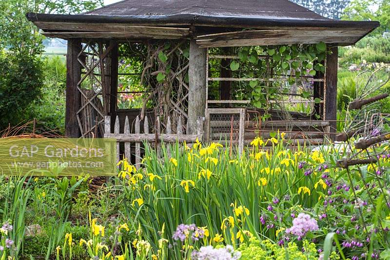 Nature is invading an old wooden pavilion, in the foreground plants from the damp water zone as Iris pseudacorus