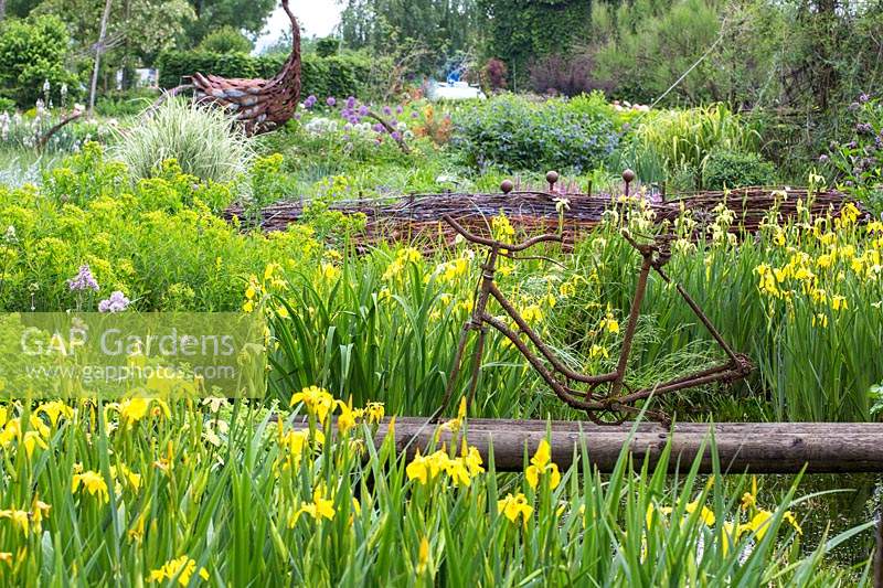 Rusty bicycle frame on planks over a damp water zone with yellow flagged iris, in the background a willow fence 
