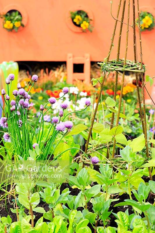 Twiggy obelisk surrounded by broad bean and runner bean seedlings, with Allium schoenaprasum - Chives growing beside it. School garden, RHS Malvern Spring Festival. Team AK's Grand Day Out, Ashton Keynes Primary School.